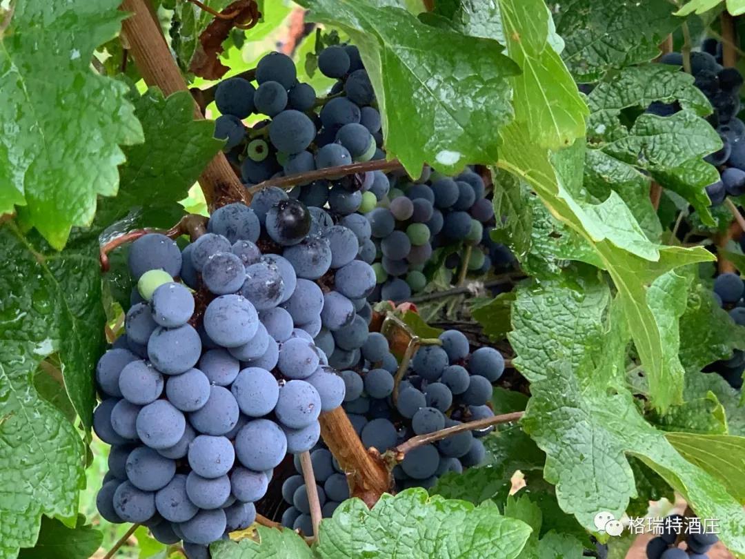 立秋：和去年相比，今年葡萄的變化居然這么大？