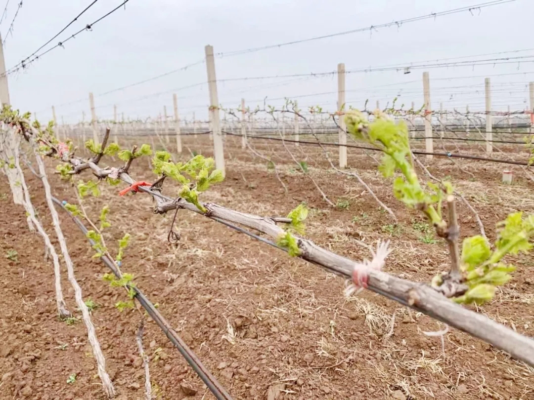 清明 ▎芳原綠野，春入園林