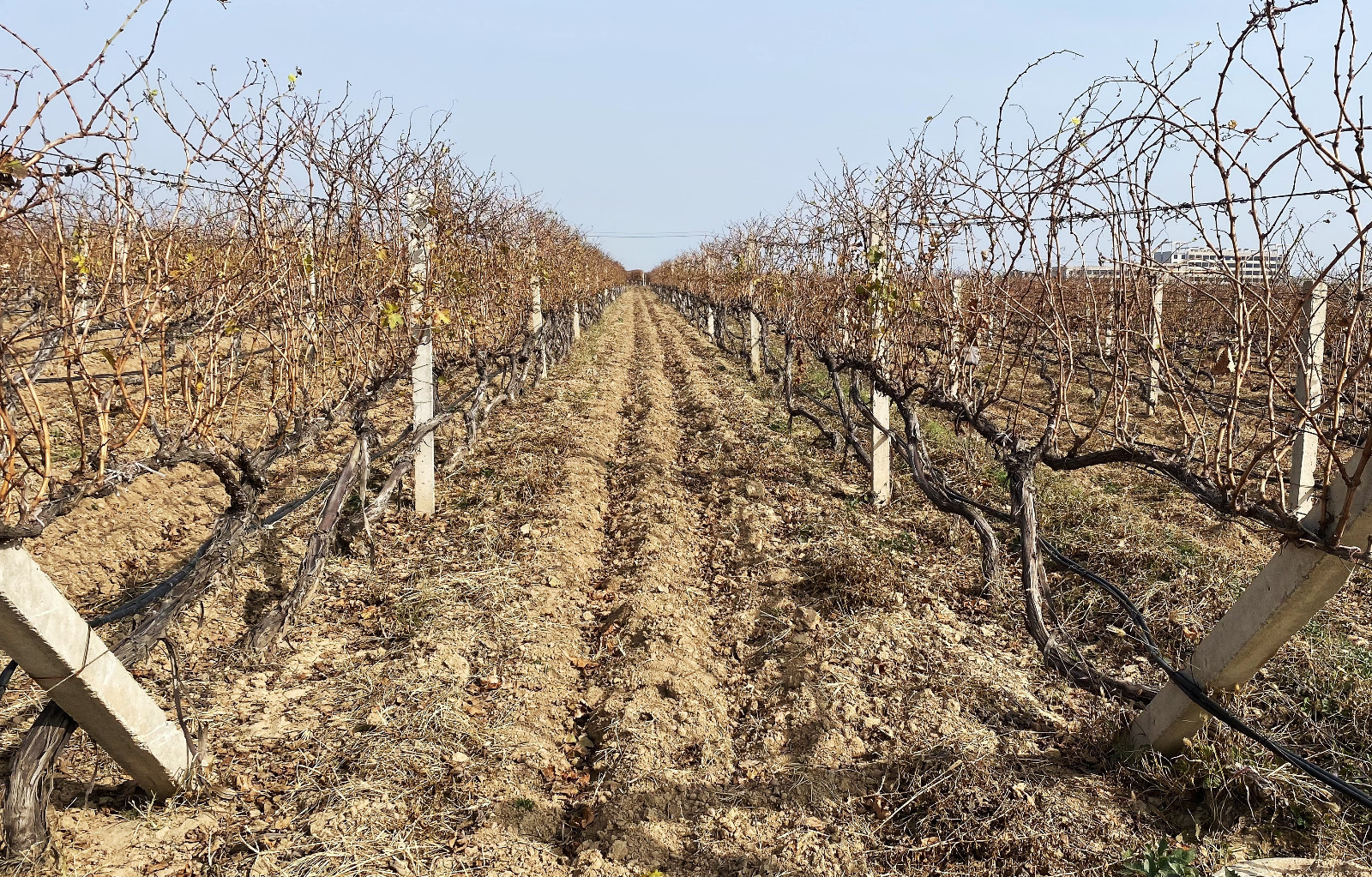 16690980141941.jpg 1.jpg