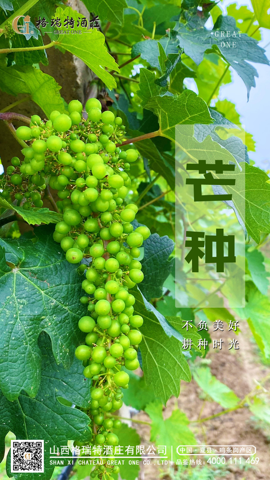 16866196433257.jpg 芒種.JPG